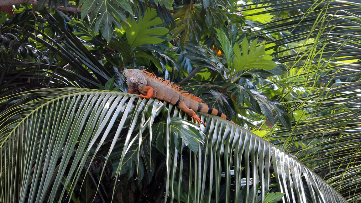 Picture of iguana.