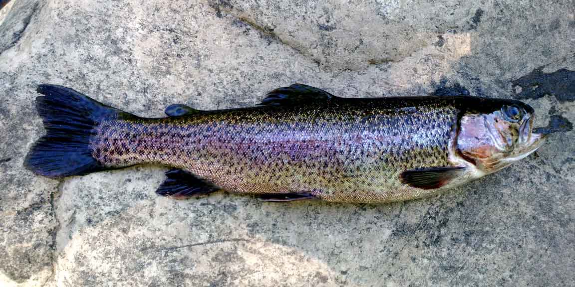 Picture of trout.