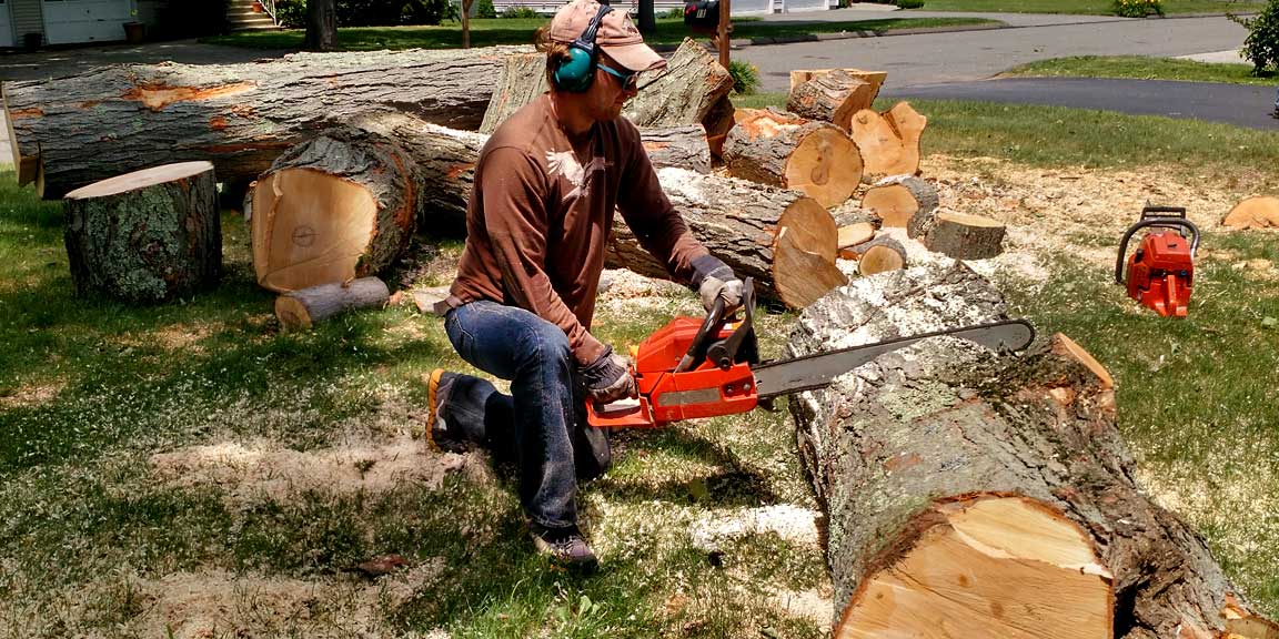 Picture of Tony chainsawing.