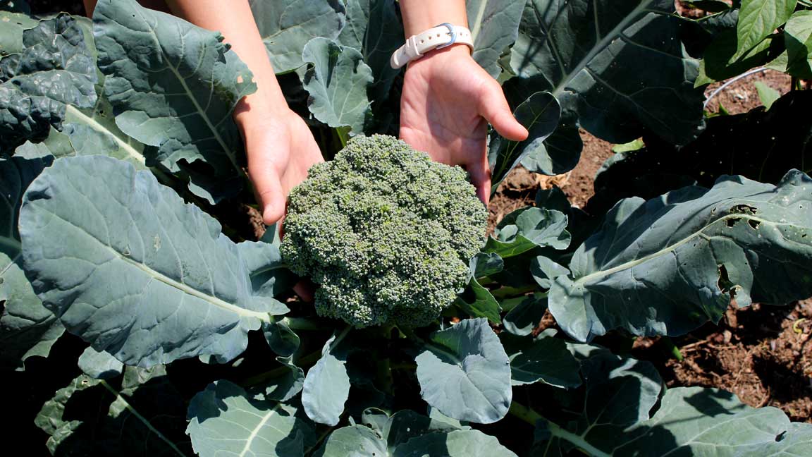 Picture of broccoli.