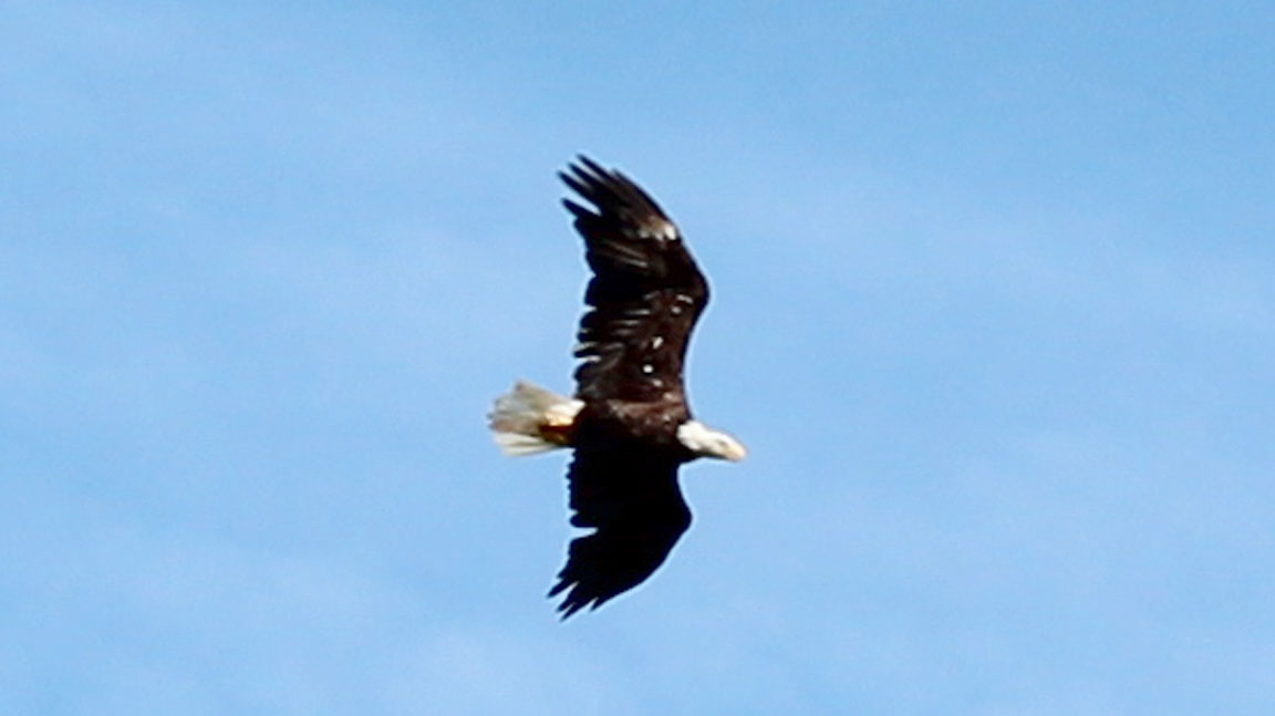 Picture of eagle.