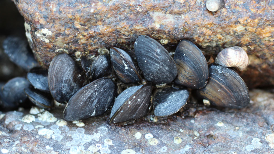 Picture of mussels.
