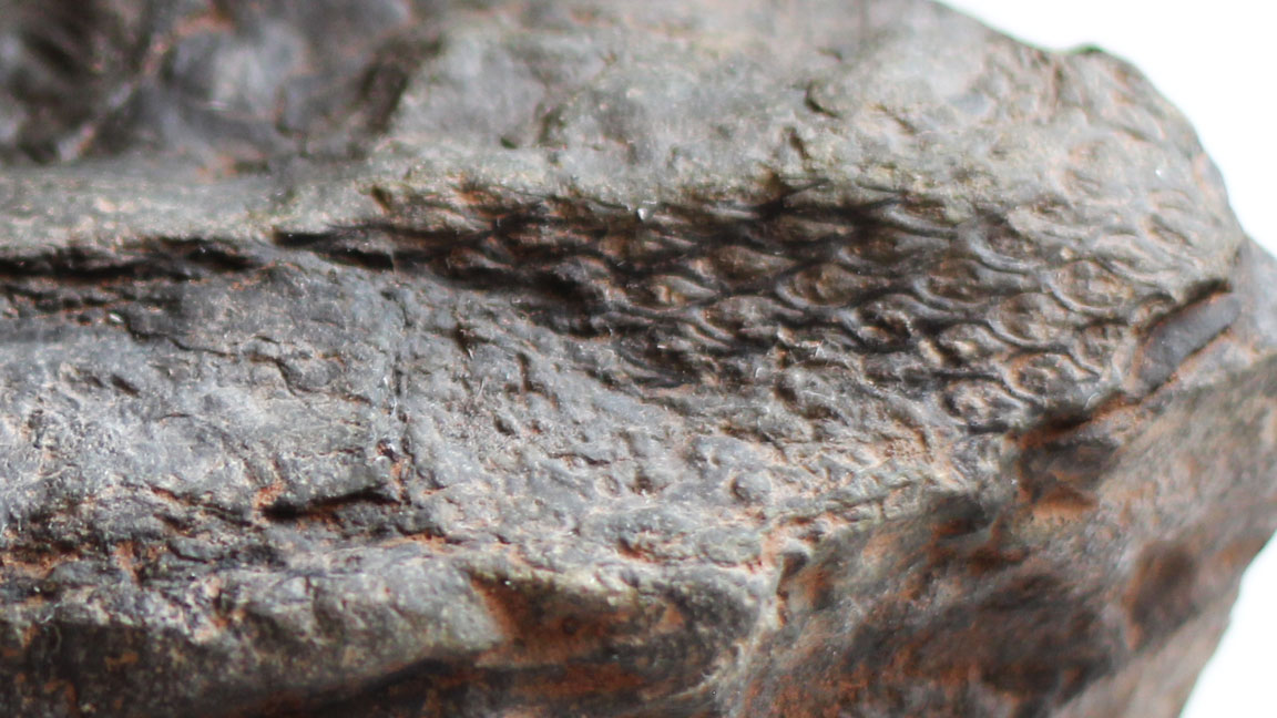 Picture of fossil.