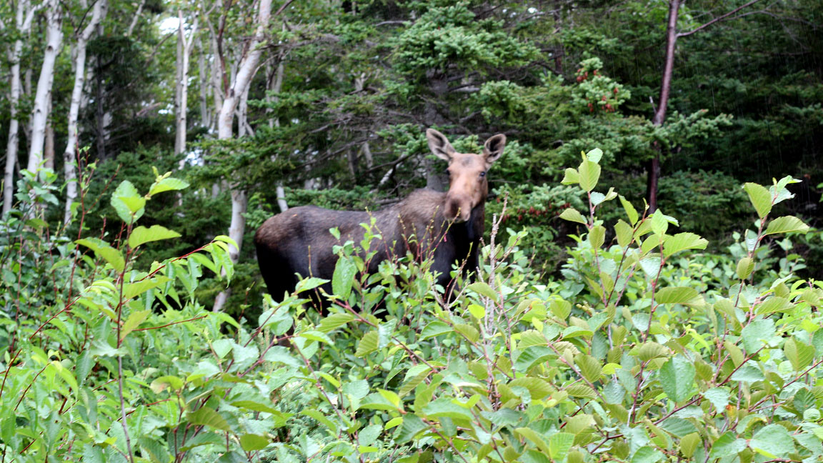 Picture of moose.