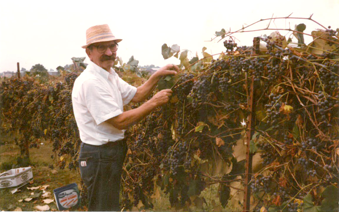 Picture of grape harvest.