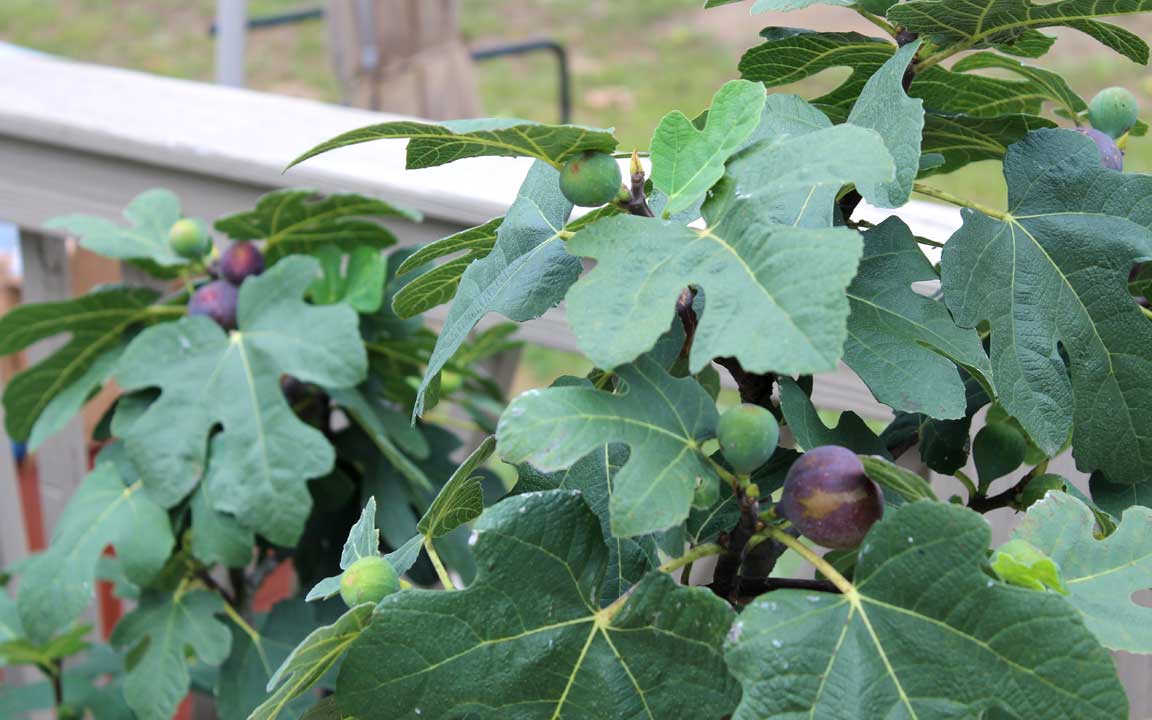 Picture of fig tree.