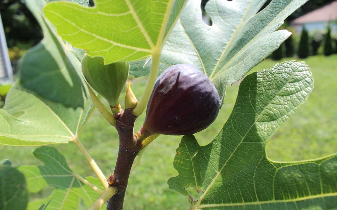 Picture of figs.