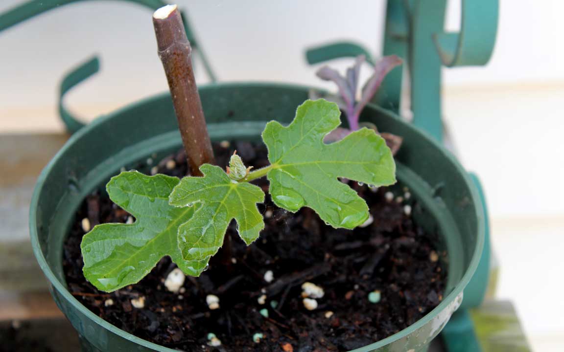 Picture of fig tree.