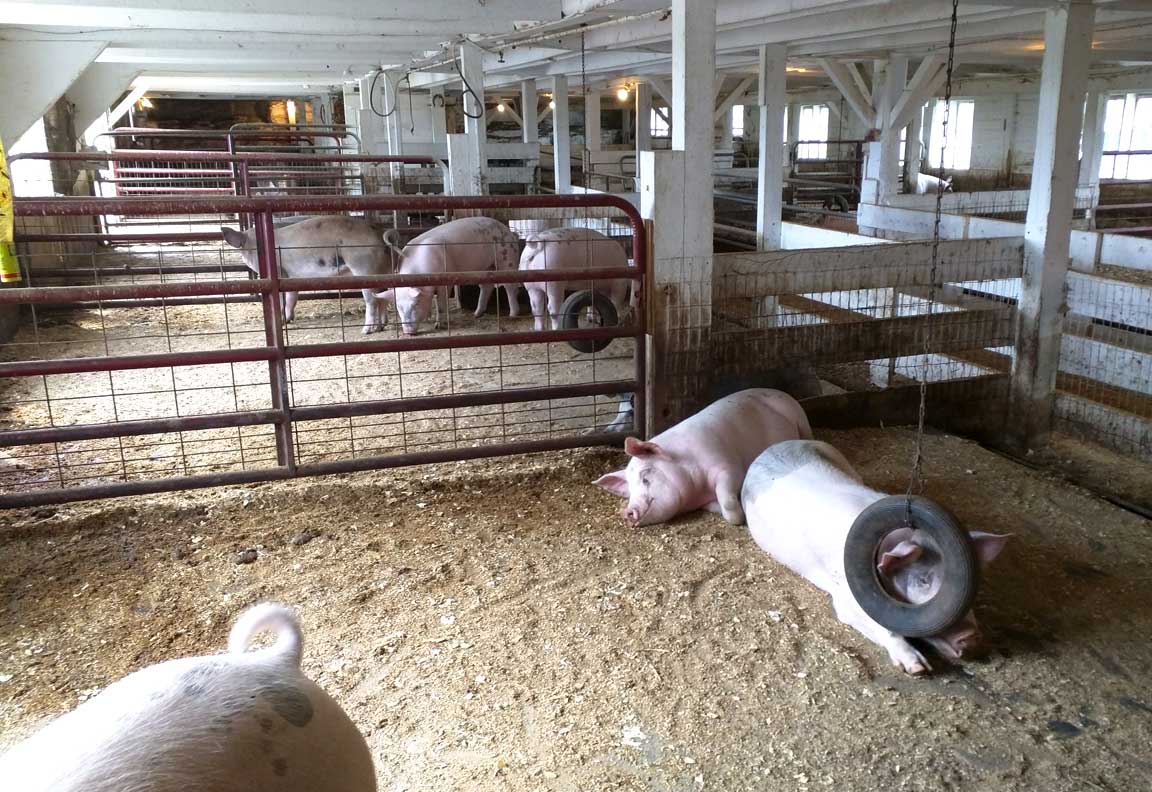 Picture of pigs.