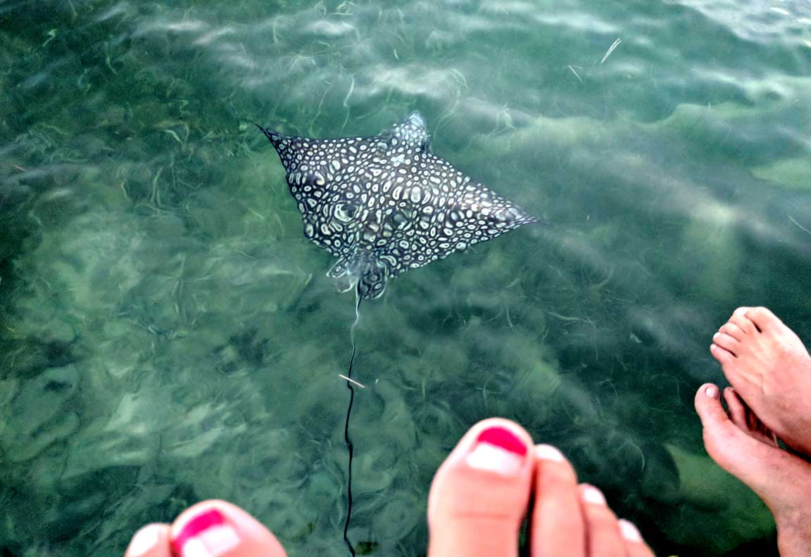 Picture of spotted eagle ray.