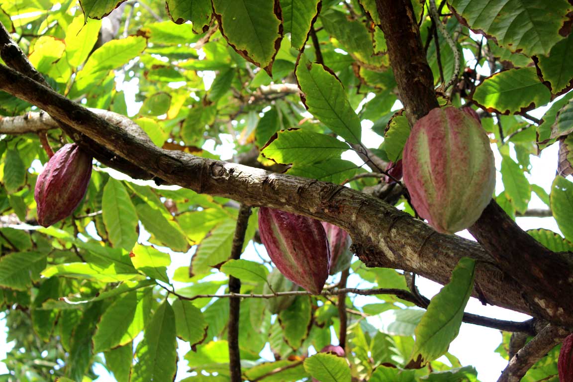 Picture of cocoa pods.