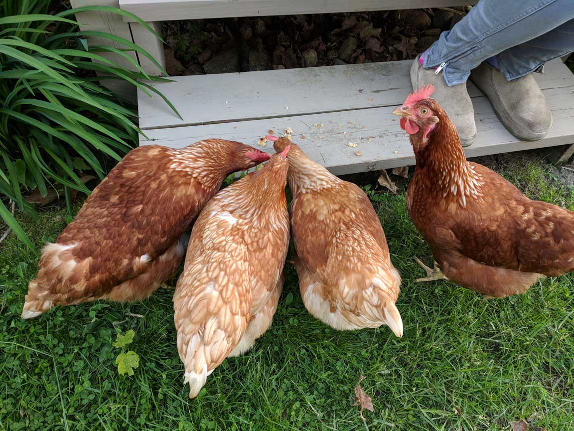 Picture of chickens.