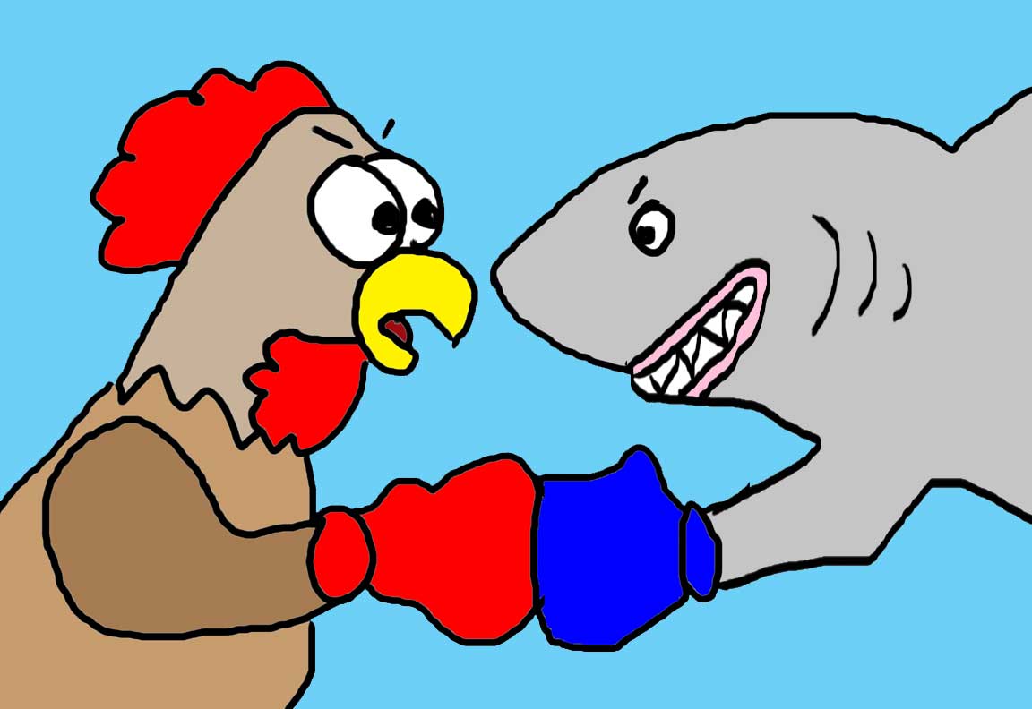 Picture of chicken and shark cartoon.