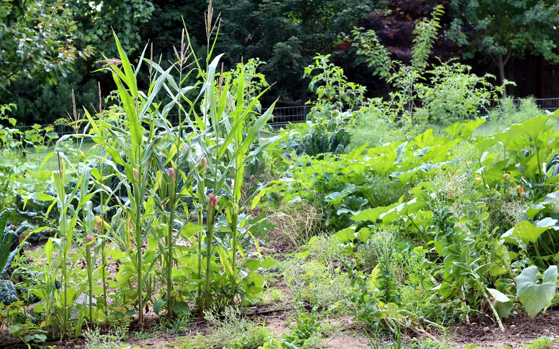 Picture of garden.