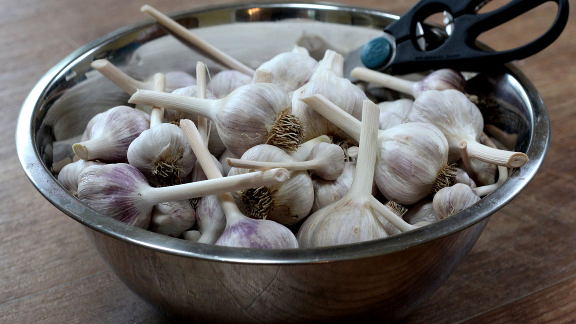 Picture of garlic.