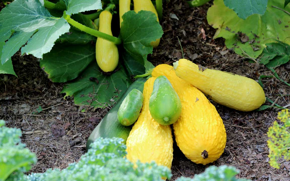 Picture of squash.