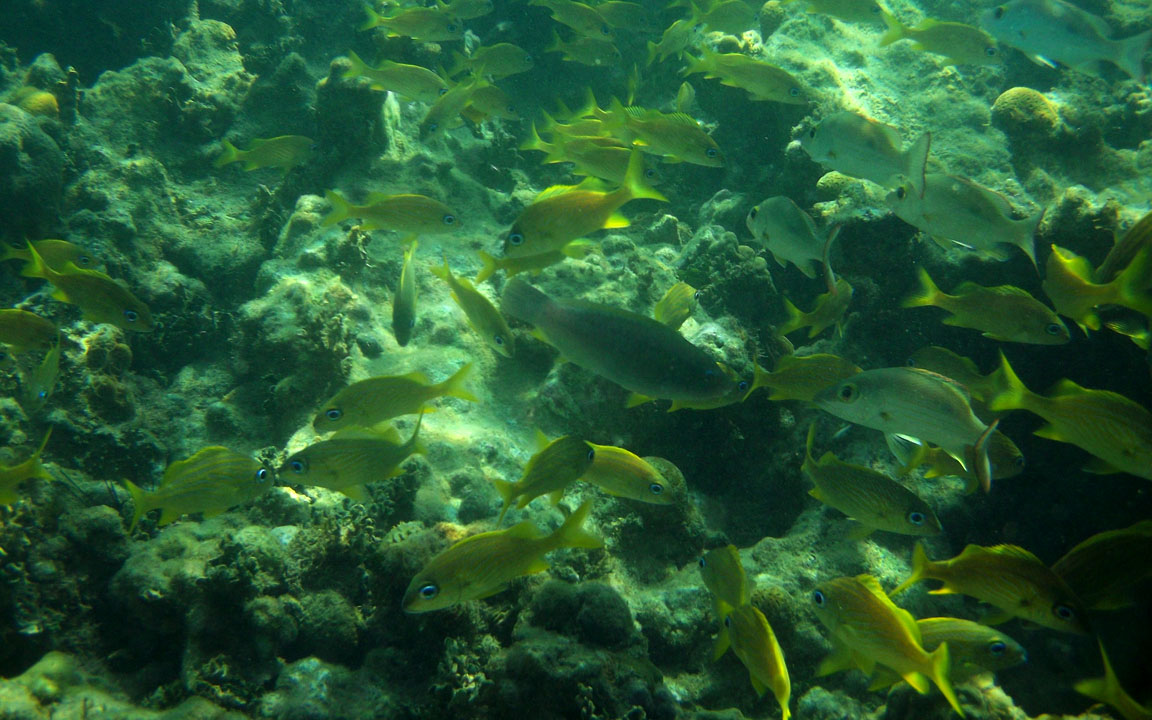 Picture of snorkeling.