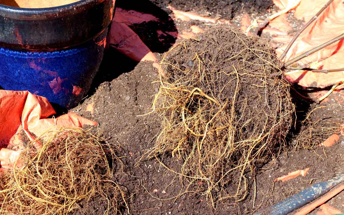 Picture of tree roots .