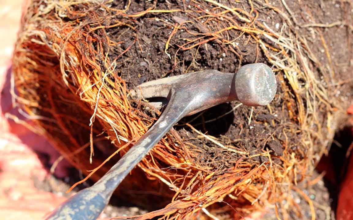 Picture of fig pruning.