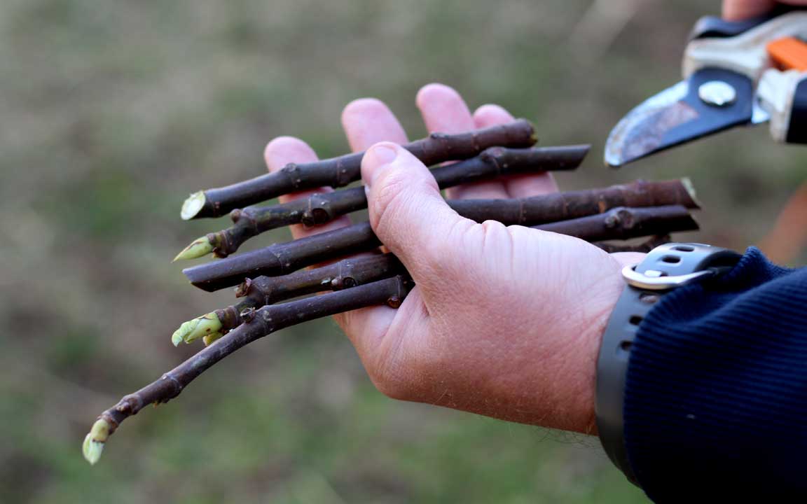 Picture of cuttings.