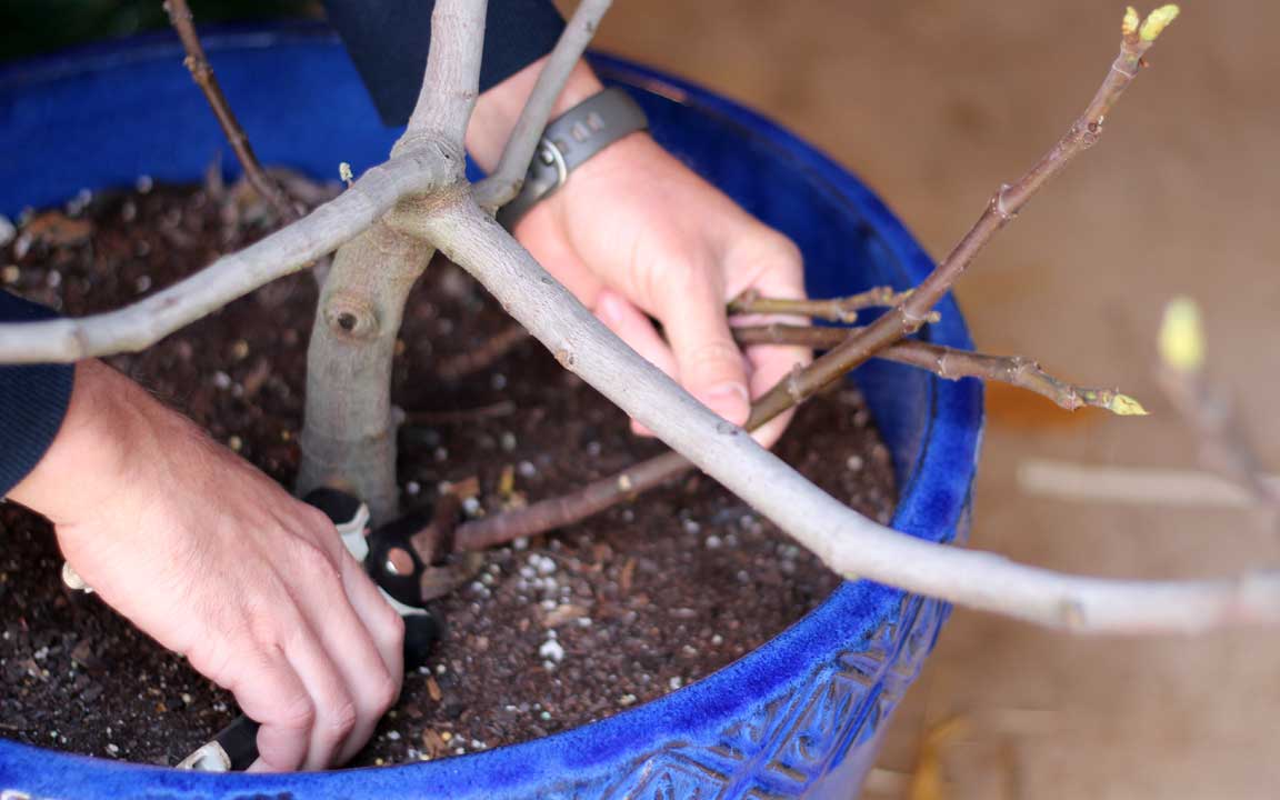 Picture of cuttings.