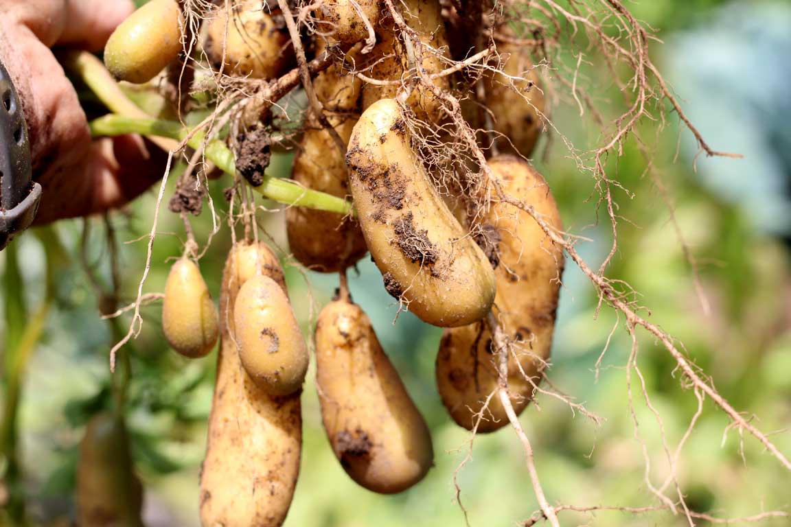 Picture of potatoes.