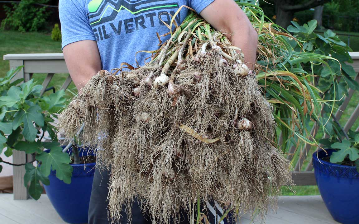 Picture of garlic.