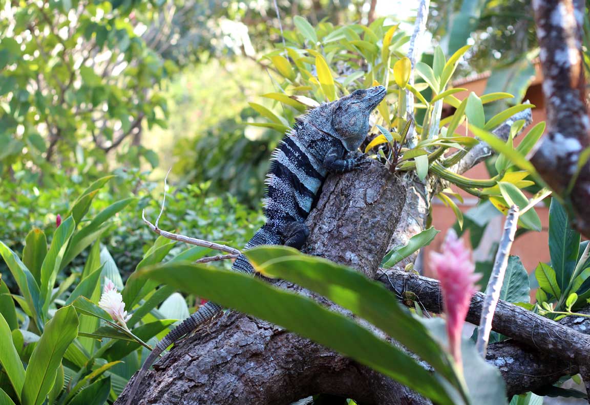 Picture of iguana.