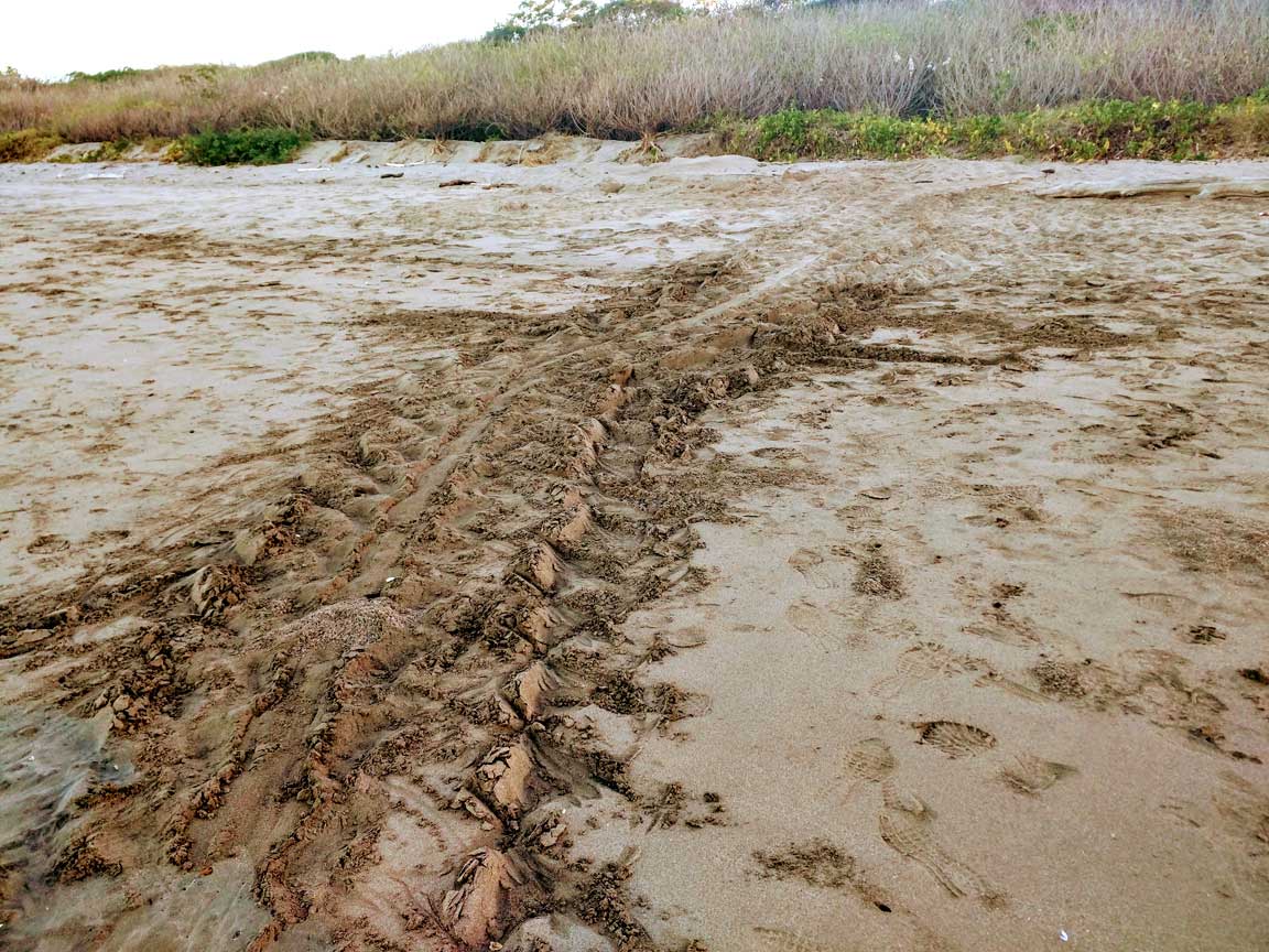 Picture of turtle tracks.