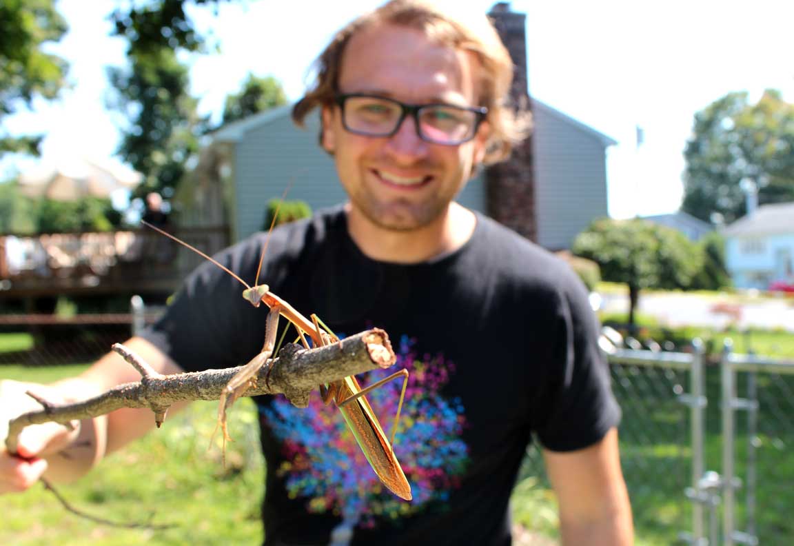 Picture of praying mantis.