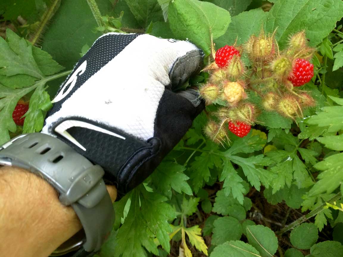 Picture of berries.