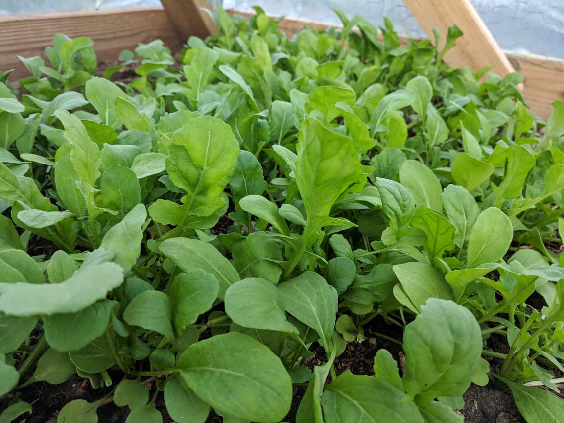 Picture of arugula.