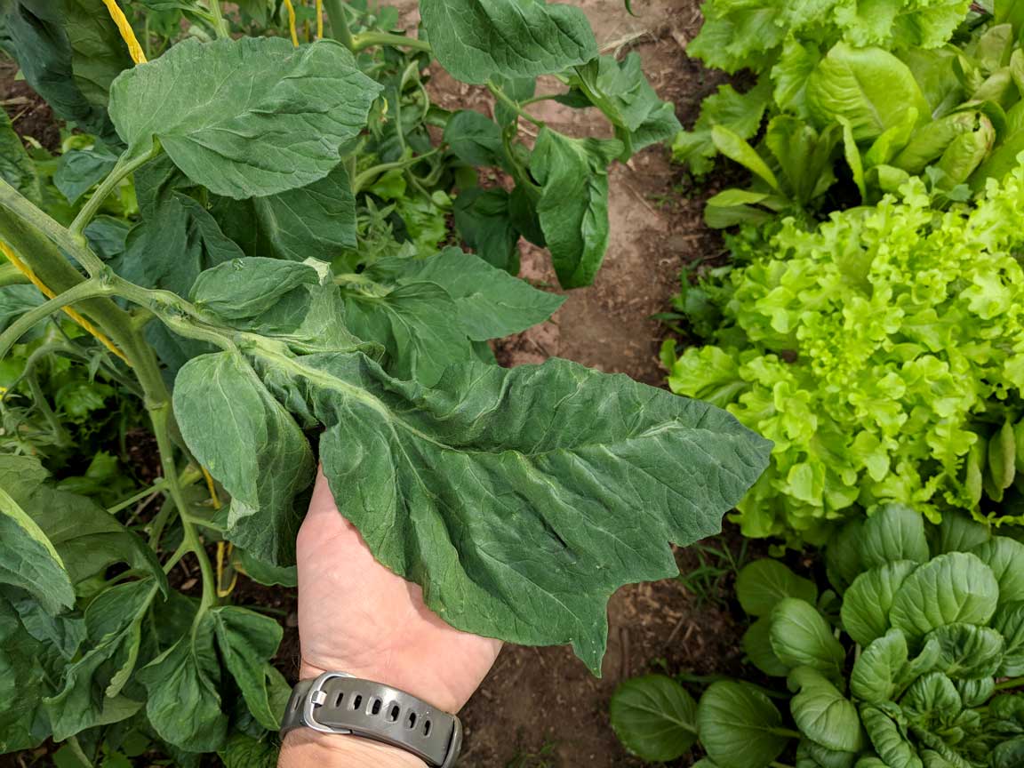 Picture of tomatoe plant leaf.